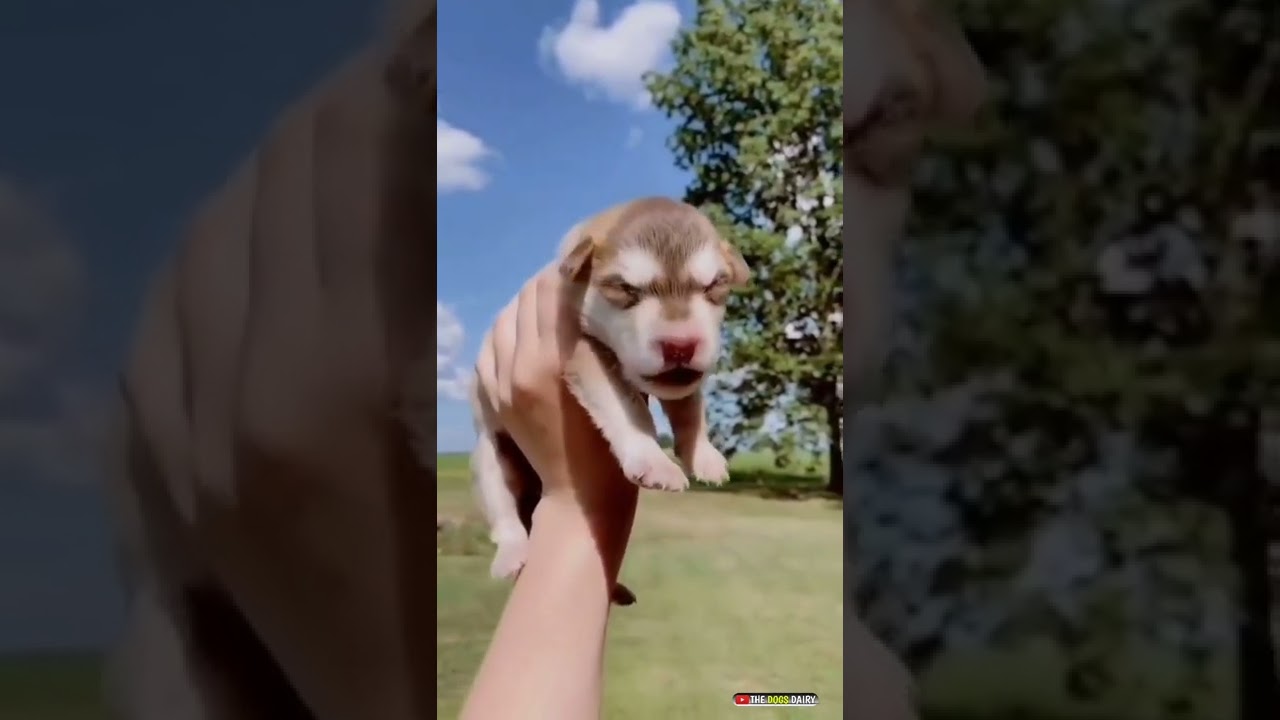 Husky puppy sweet howling 😘😘😘 / how soo cute😍 