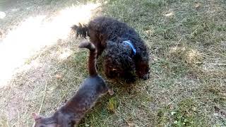 Bukfenc 15 És A Cica - - Loop 15 And The Cat -