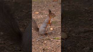 Пятнистая белка🐿️ время менять шубку😊 spotted squirrel #nature #animals #природа #животные