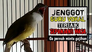 Cucak jenggot yang seperti ini yang bagus untuk masteran