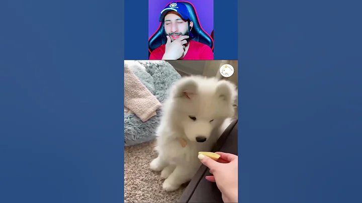 Video 4389031: cutest cats dogs, best funny cats dogs, enjoy best funny cats, pets funny animals