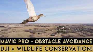 Mavic Pro Obstacle Avoidance | Saving Lives!