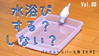 水浴びする？しない？パステルシルバー文鳥【文太】