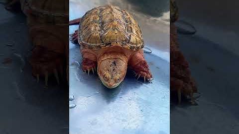 RED CHILI hypo common snapping turtle 10cm