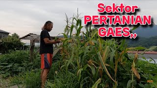 Download Lagu MESKI RUMBUK TAPI MASIH BISA PANEN JAGUNG, MP3 Download Lagu MESKI RUMBUK TAPI MASIH BISA PANEN JAGUNG, MP3