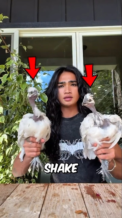 This is WHY Chicken Heads So Stable 🐔👀