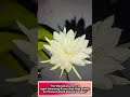 The Wijayakusuma #flowers #wijayakusuma #wonder #garden #orchid