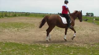 Dressage Ireland Preliminary 6 Samantha Burgess & Izzabella July 2021