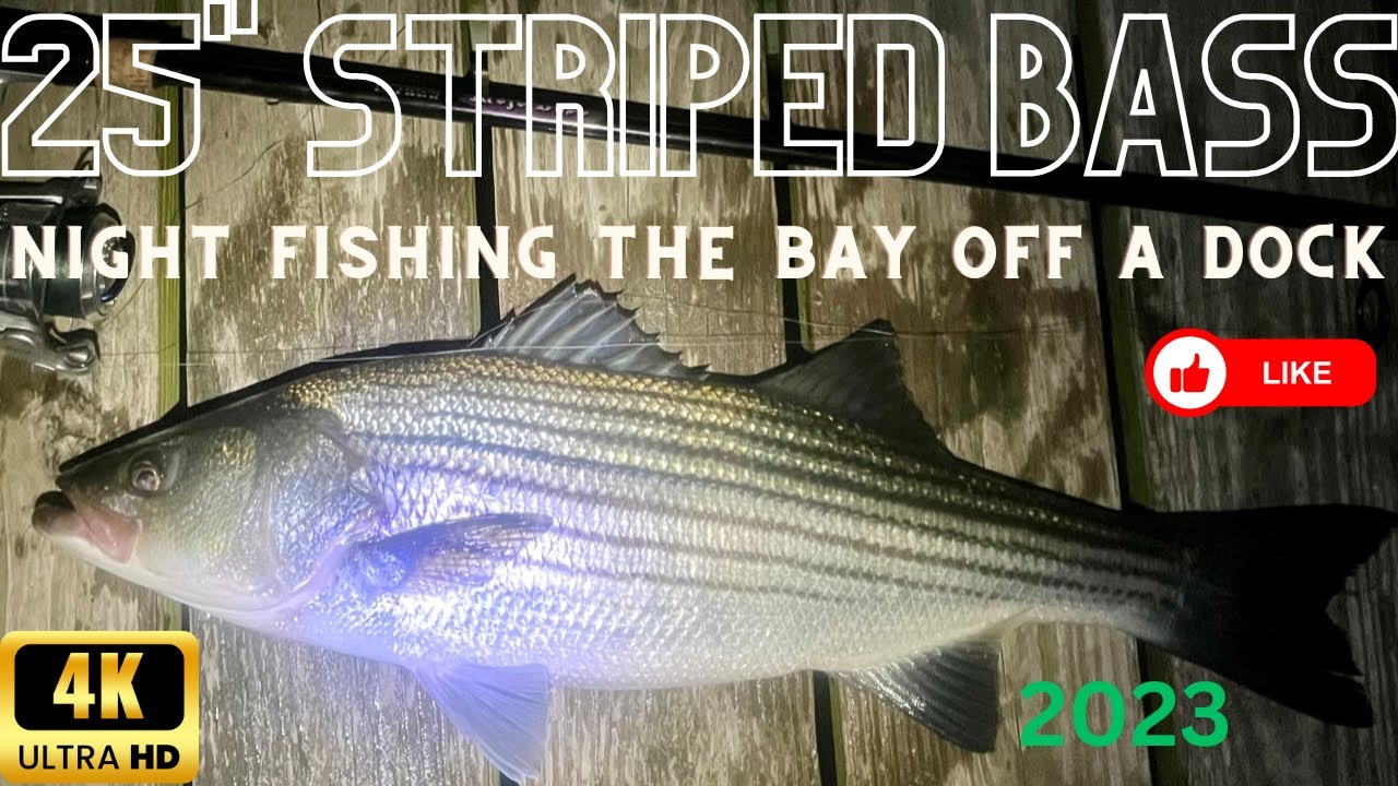 How to fish for Striped Bass on docks in the Bay at night. 2023 4K 