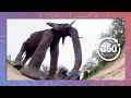 Elephants Prefer Fruit | Camera Doesn't Pass the Smell Test (in 360 4K)