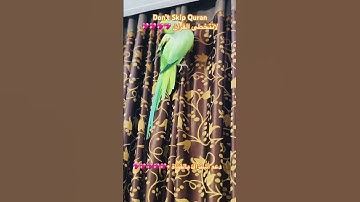 تلاوه عطره من الذكر الحكيم #birds #cutebird #foryou #اكسبلور