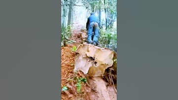 The process of moving wood = good machinery can do more with less