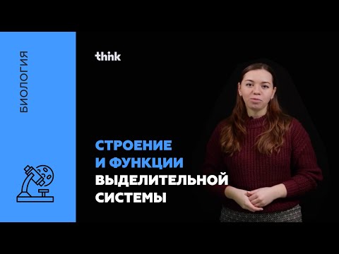 Строение и функции выделительной системы | Биология