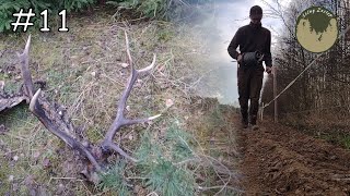 Leśny Zastęp odc. 11 Prace wiosenne w łowisku. Świeży zrzut 8smaka i wieniec jelenia.