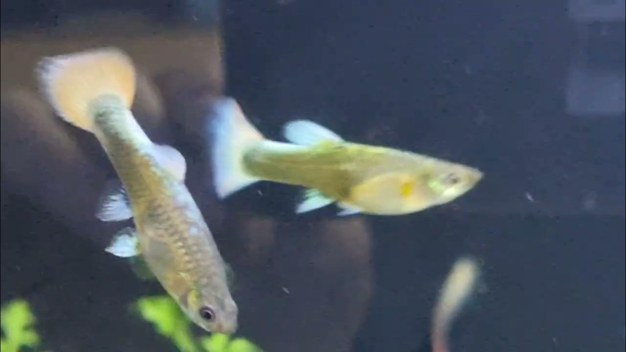 Good deal on Cardinal Tetras and Guppies at Brackenfell Pets! YouTube