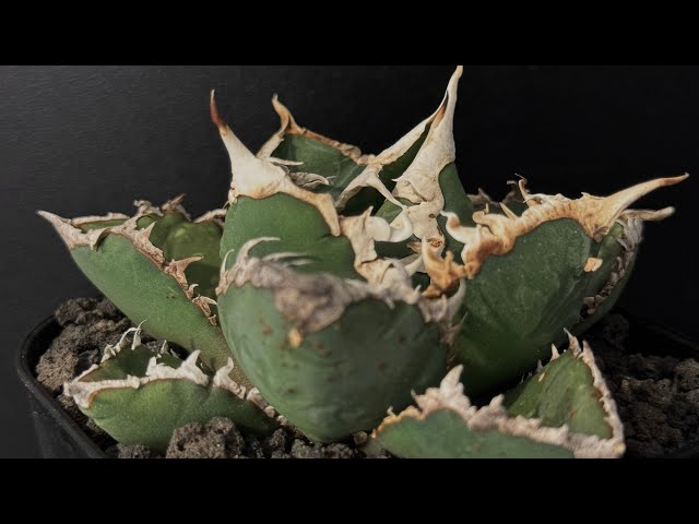 20250405 ◇厳選◇アガベ・チタノタ 狼人（小株）-034｜agave