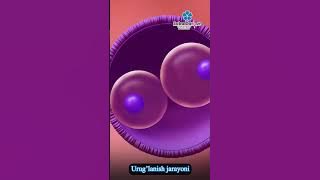 Ayollarning urug‘lanish jarayoni