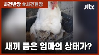 '엄마(?) 품이 너무 포근해~'…새끼 고양이 품은 암탉 화제 / JTBC 사건반장