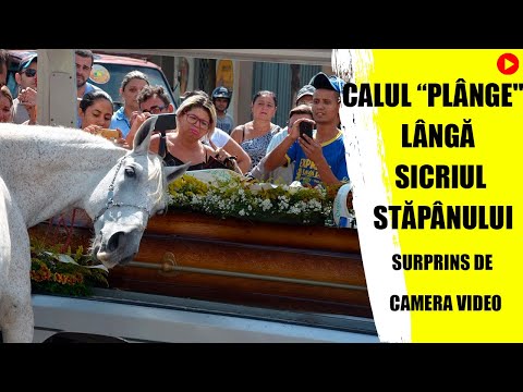 CALUL “PLÂNGE" lângă SICRIUL STĂPÂNULUI (surprins de camera VIDEO)