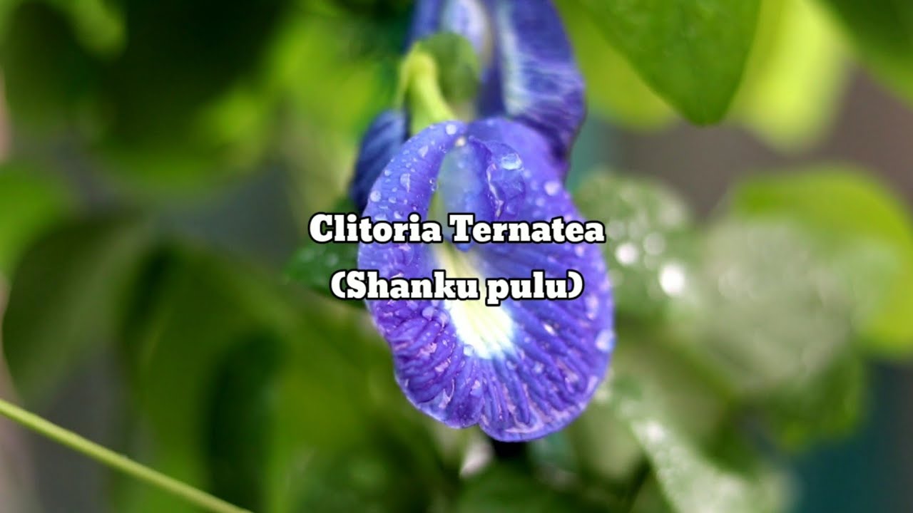 Clitoria Ternatea Shanku pulu Seeding to Mature Stage timelaps