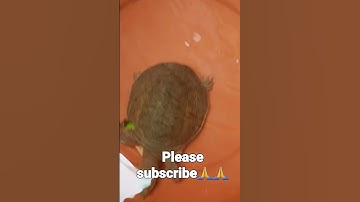 My new turtle #trending #turtle #fish #unstoppable song #song #shorts