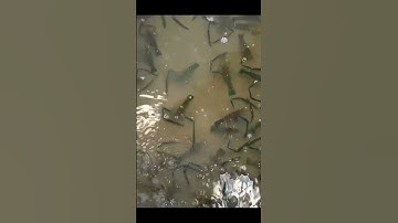 Nuôi Tôm Càng Xanh Trong Bể Xi Măng Thế Nào? | Kinh Nghiệm Cho Người Mới Bắt Đầu