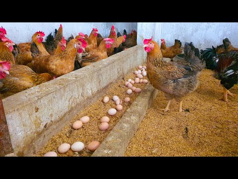 Видео: Өндөглөгч тахианы өвчинд анхаарал хандуулах хэрэгтэй