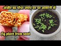 अंजीर का पौधा बीज से उगाने का सबसे आसान तरीका || easily grow fig plant from seed