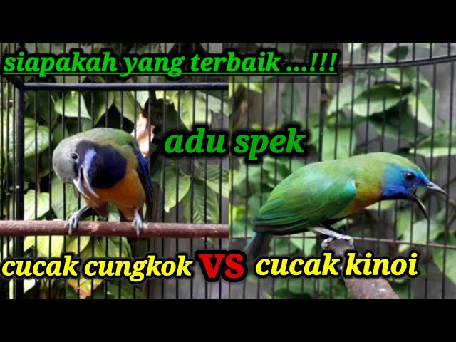 CUCAK CUNGKOK VS CUCAK KINOI GACOR class=