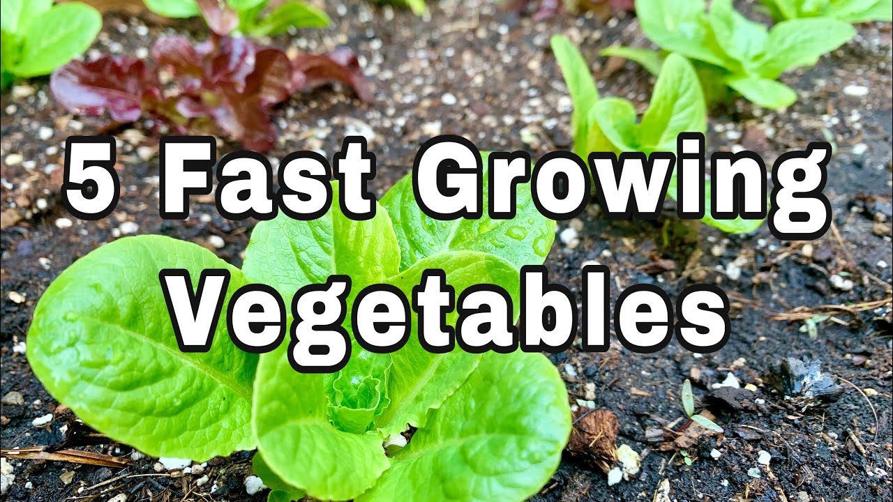 5 Fast Growing Vegetables To Plant NOW Emergency Garden Stayhome 