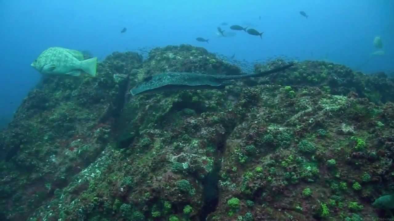 Cocos Island Scuba Diving HD YouTube