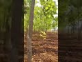 12 th. Venture. 3 years Plants https://wa.me/919912609563