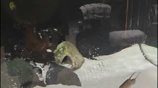 8 PM And You Hear a Crash In Your Fish Room!