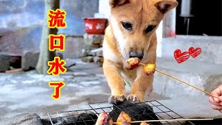 烤鸡心给田园犬吃，豆豆馋到流口水，一脸意犹未尽的模样【小青家常美食】