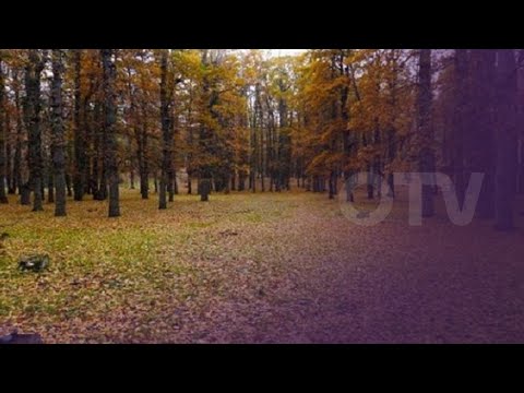 تعرفوا إلى غابة العذر في فنيدق عكار مع رئيس جمعية   مارك عون