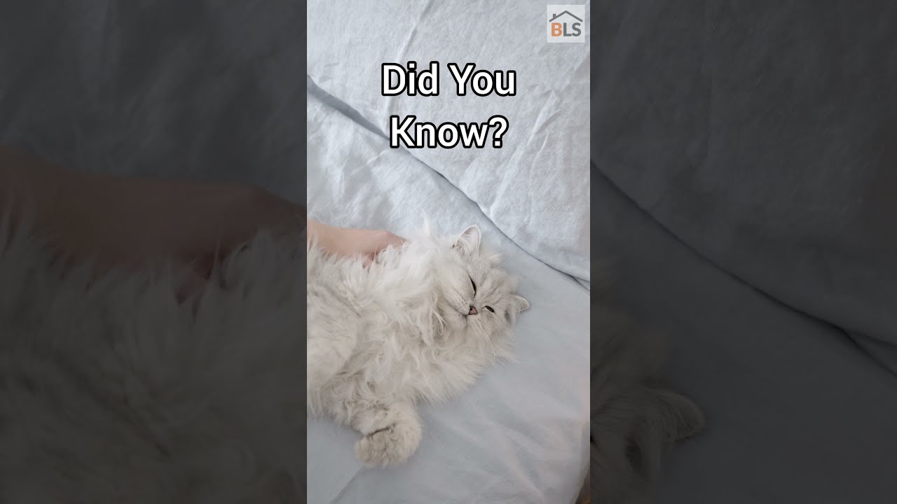 Cat 2021 - Be Amazed -  Cat Showing Belly Meaning 