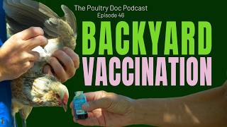 How to Vaccinate Backyard Chickens for Fowl Pox and Mycoplasma: Step-by-Step Field Demo