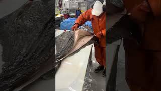 How many pounds does the giant flounder weigh when it is cut? #fishing #angling #fishingtips