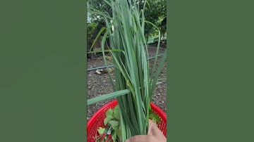 Xông Giải Cảm Tại Nhà Bằng 8 Loại Lá Dân Gian – Bài Thuốc Xưa Giúp khoẻ nhanh !