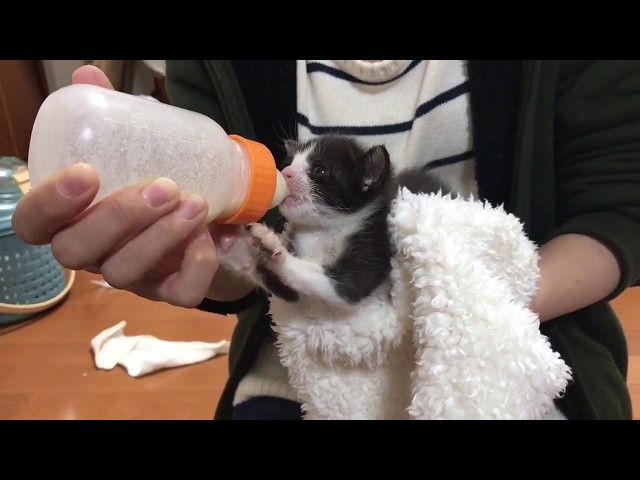 赤ちゃん猫の鼻から牛乳がおもしろかわいい　　The kitten snort milk out of ones nose