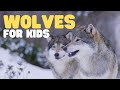 Wolves for kids  learn fun facts about this unique mammal