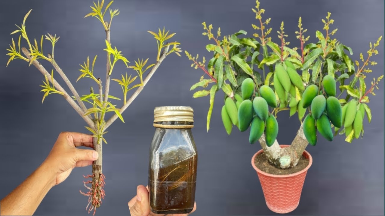 Mango Grafting Using Organic Rooting Hormone / How To Graft A Mango ...