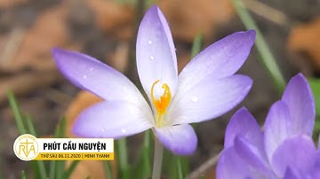 Phút Cầu Nguyện, Thứ Sáu 06/11/2020: Phúc Thay Ai Xót Thương Người