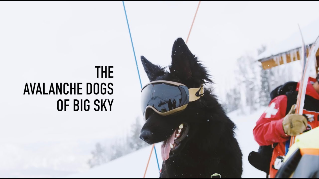 what are sky dogs