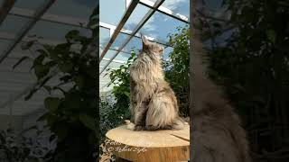 Adorable Maine Coon cats meowing.