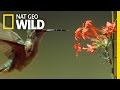 Epic Hummingbird Battle | Wild Yellowstone