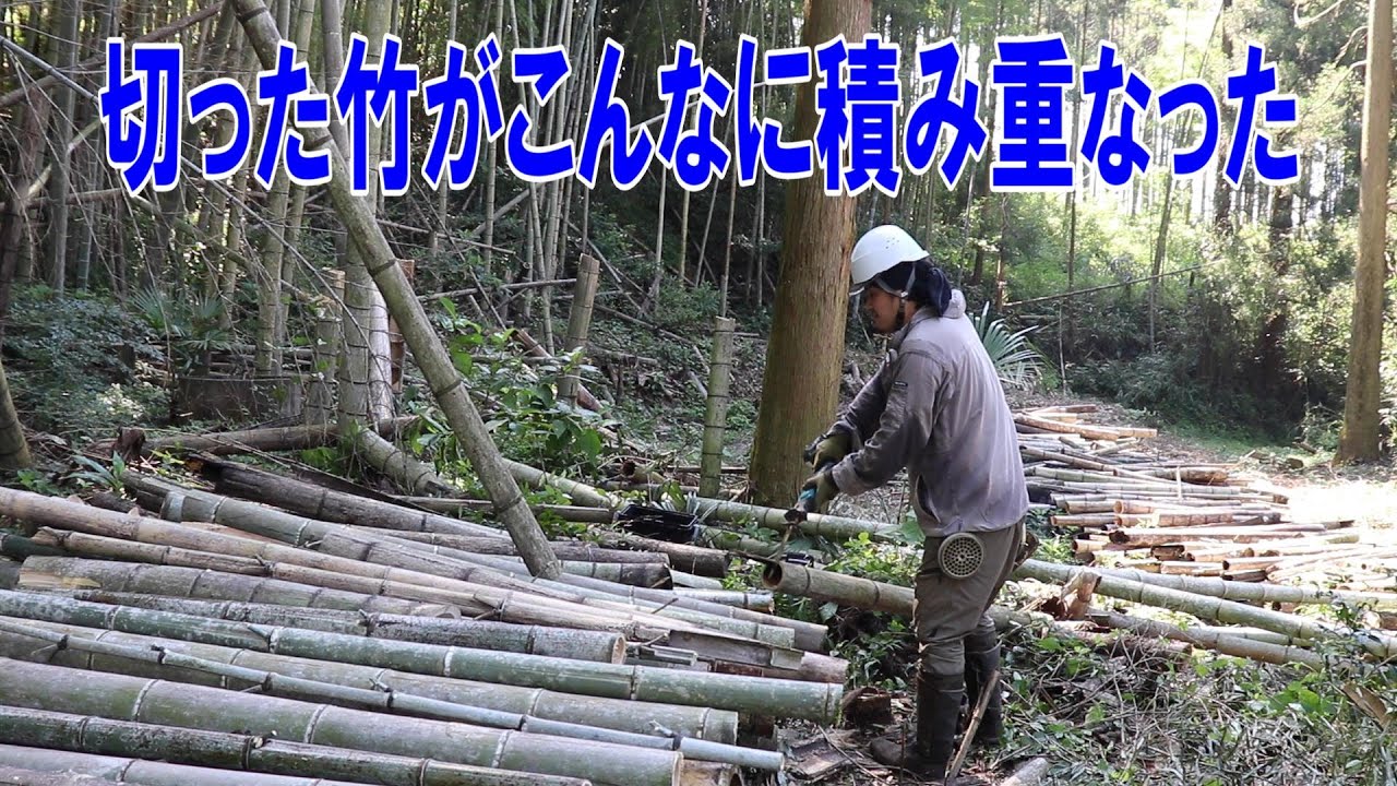 残りの1mの竹を切って綺麗になった｜徐々に見晴らし良くなる｜竹藪
