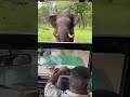 Elephant Charges Safari Jeep In Kabini National Park, Driver shows amazing driving skill & calmness