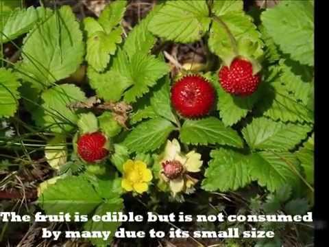 Strawberry Vines