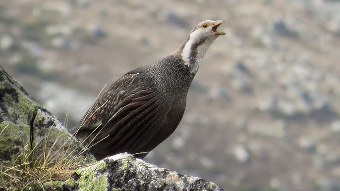 Kop etuk ayollar porno